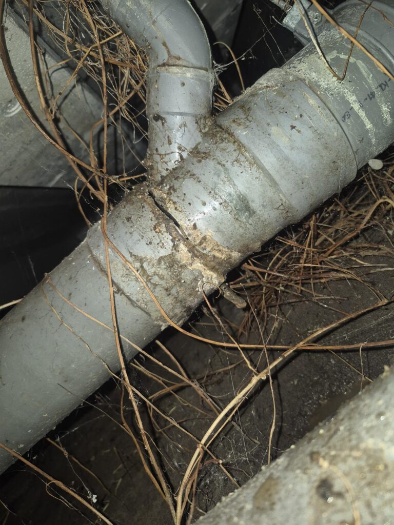 kruipruimte , wortels